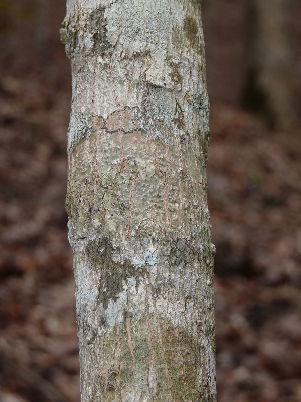 White Basswood (Tilia americana var. heterophylla)