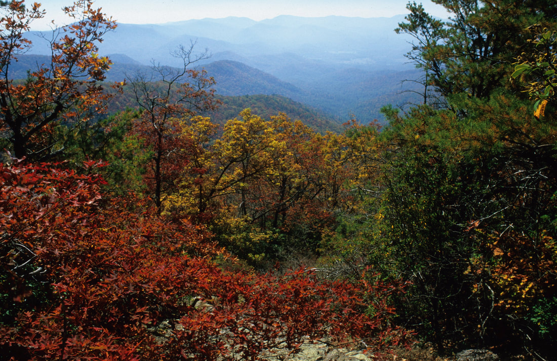 Montane Oak Forests Natural Communities Of North Georgia